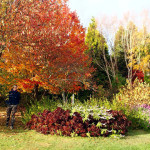 L’automne dans le jardin, une création de Bob