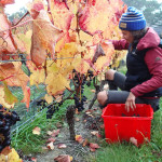 Maud, une backpackeuse française dure à la tâche !