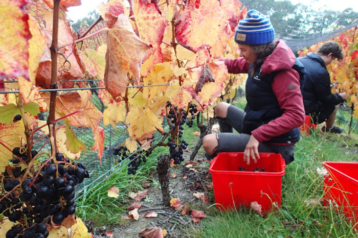 Maud, une backpackeuse française dure à la tâche !