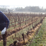 Suite à la taille de la vigne, il faut enlever les branches coupées de l’entrelacs