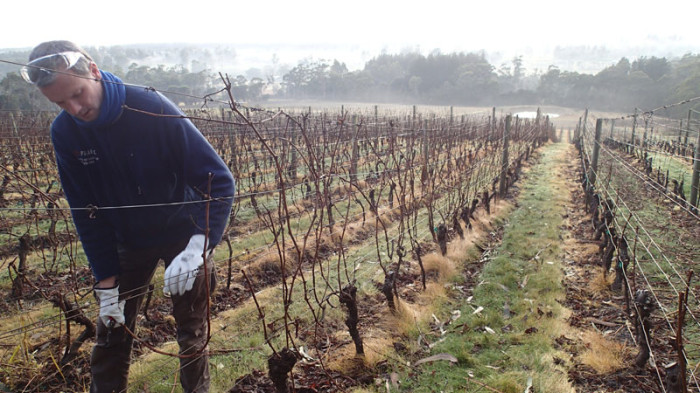 Suite à la taille de la vigne, il faut enlever les branches coupées de l’entrelacs