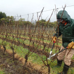 Bob taille sa vigne, une opération délicate...