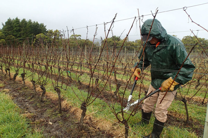 Bob taille sa vigne, une opération délicate...