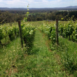 La vigne pousse de 4 centimètres par jour !