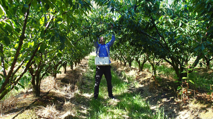Une cueillette qui ressemble à un pèlerinage et un adieu tout à la fois !