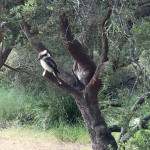 De retour à Crocketts Bay, un magnifique Kookaburra