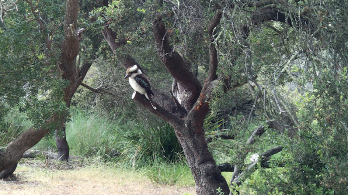 De retour à Crocketts Bay, un magnifique Kookaburra