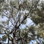 Koala à Raymond Island