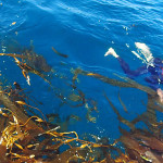 L’Envol s’échoue sur une île flottante de kelp, dégagement au couteau