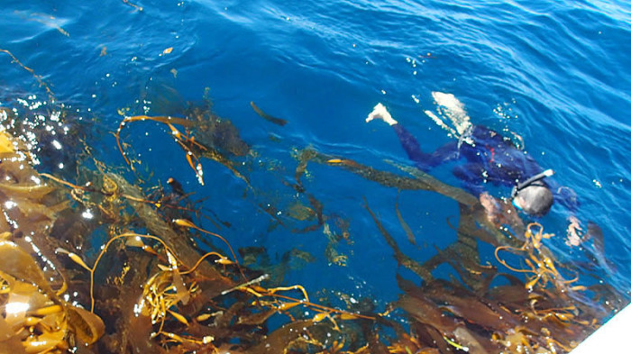L’Envol s’échoue sur une île flottante de kelp, dégagement au couteau