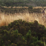 Un kangourou inquisiteur