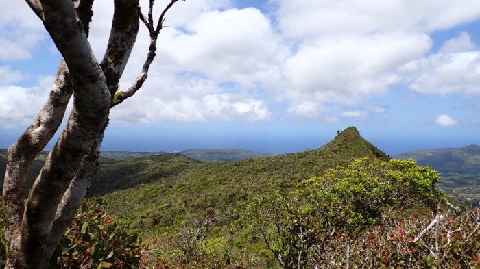 … le Piton de la Petite Rivière Noire (828m)